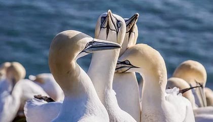 黑料深度揭秘:万里长征小说风波背后,神秘人在粉丝见面会的角色罕见令人意外